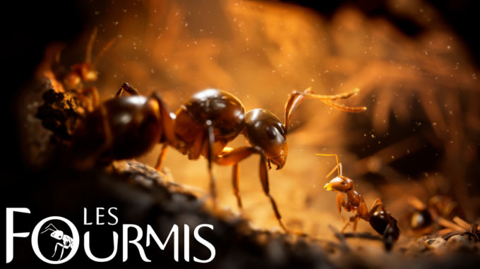 les-fourmis-jeu-strategie-premiere-bande-annonce