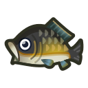 animal-crossing-new-horizons-poisson-carpe