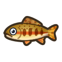 animal-crossing-new-horizons-poisson-truite-doree